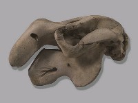 儒艮骨骼藏品圖，第2張